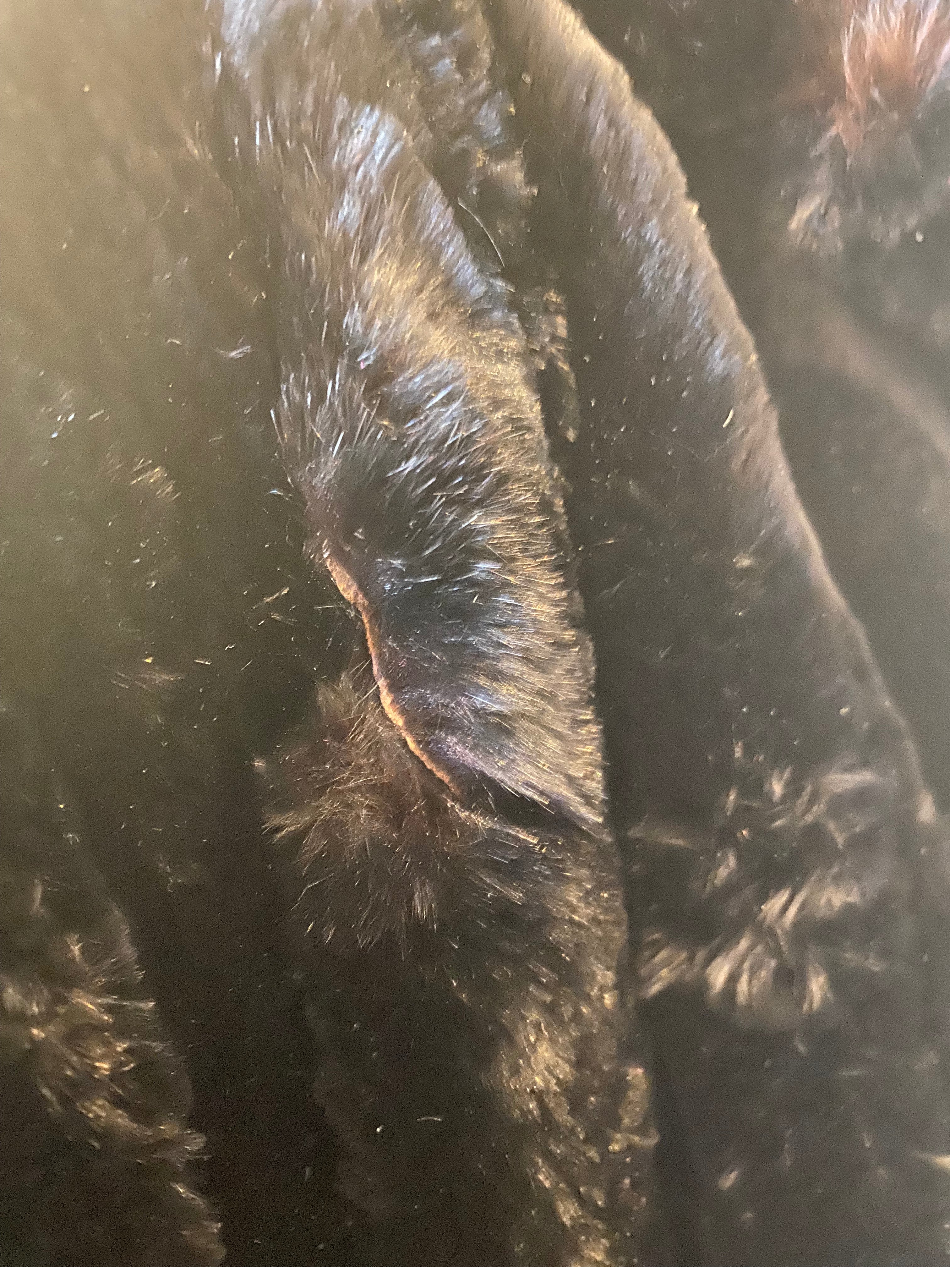 Vintage Mink Fur Coat