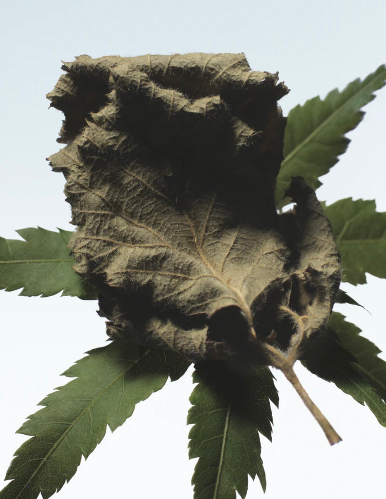 Dries Van Noten - Cannabis Patchouli